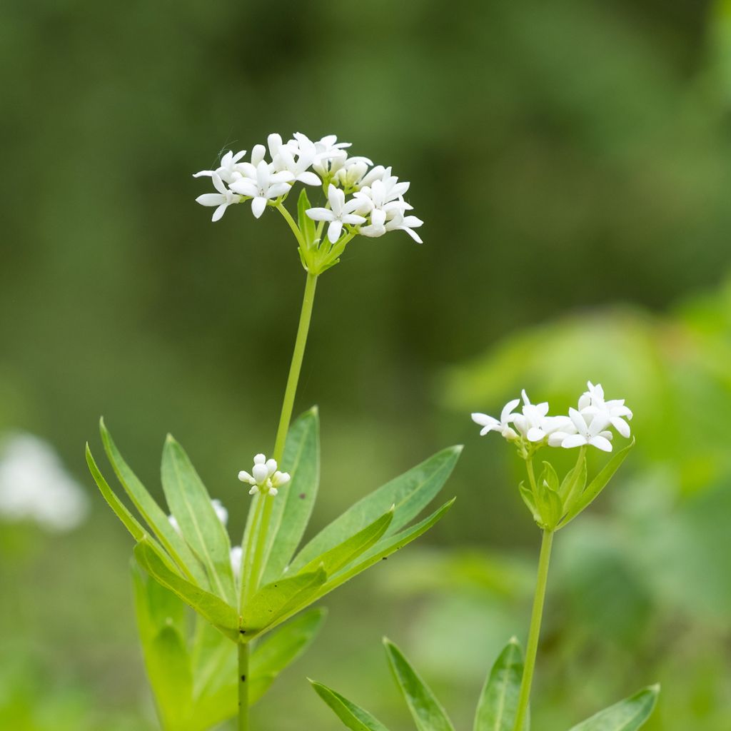 Waldmeister - Galium odoratum