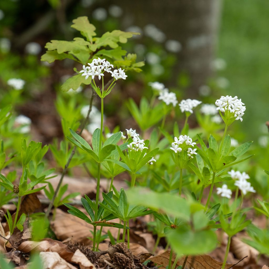 Waldmeister - Galium odoratum