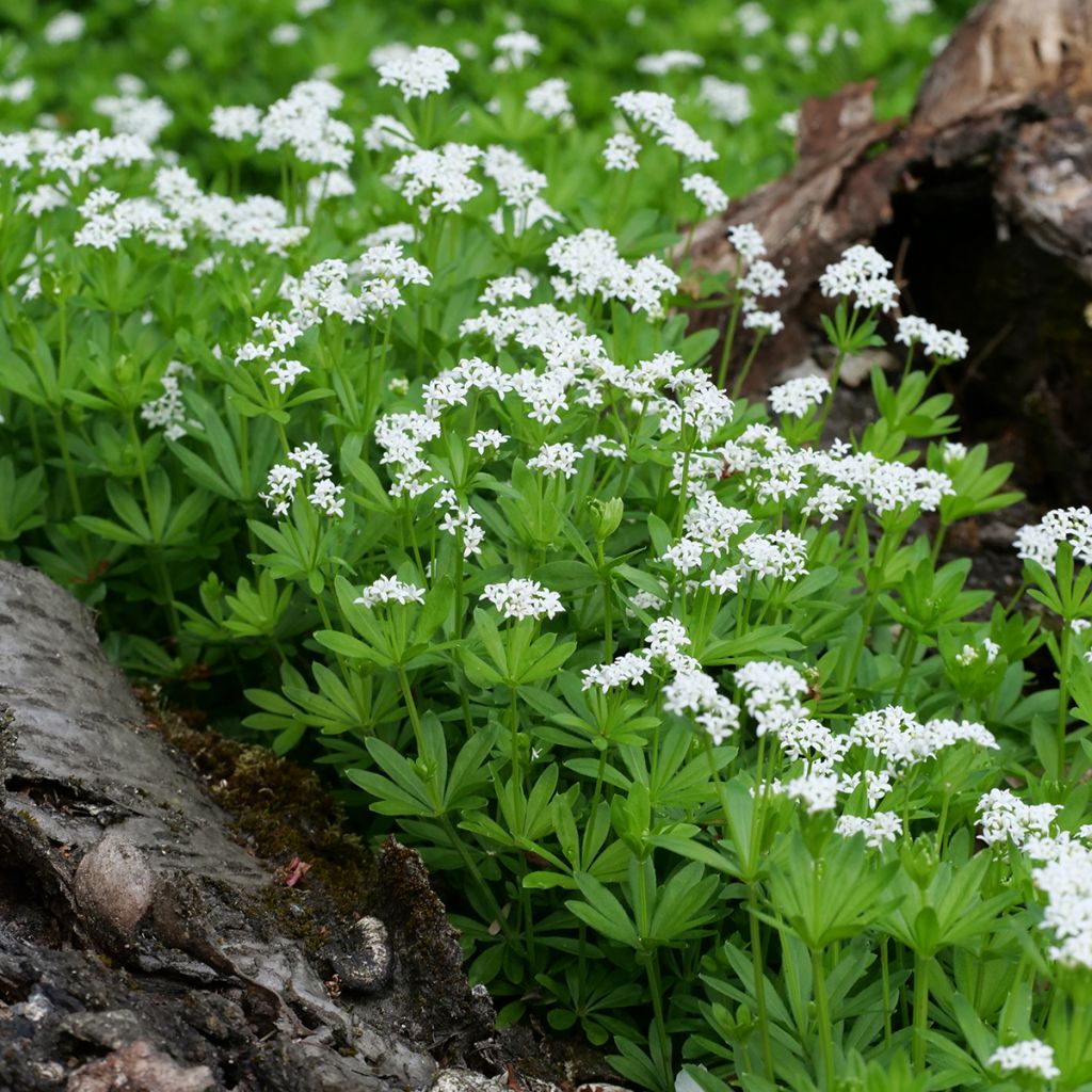 Waldmeister - Galium odoratum