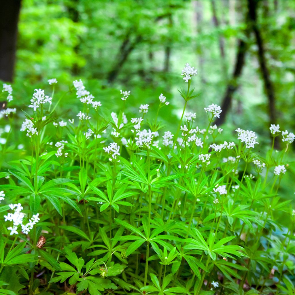 Waldmeister - Galium odoratum