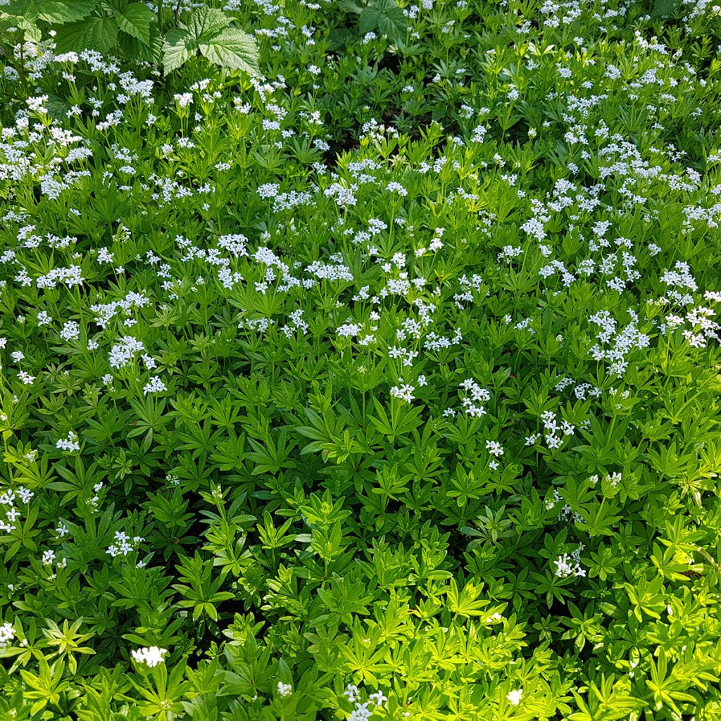 Waldmeister - Galium odoratum