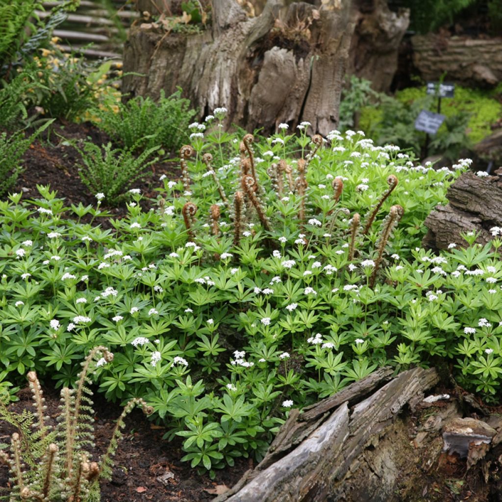 Waldmeister - Galium odoratum