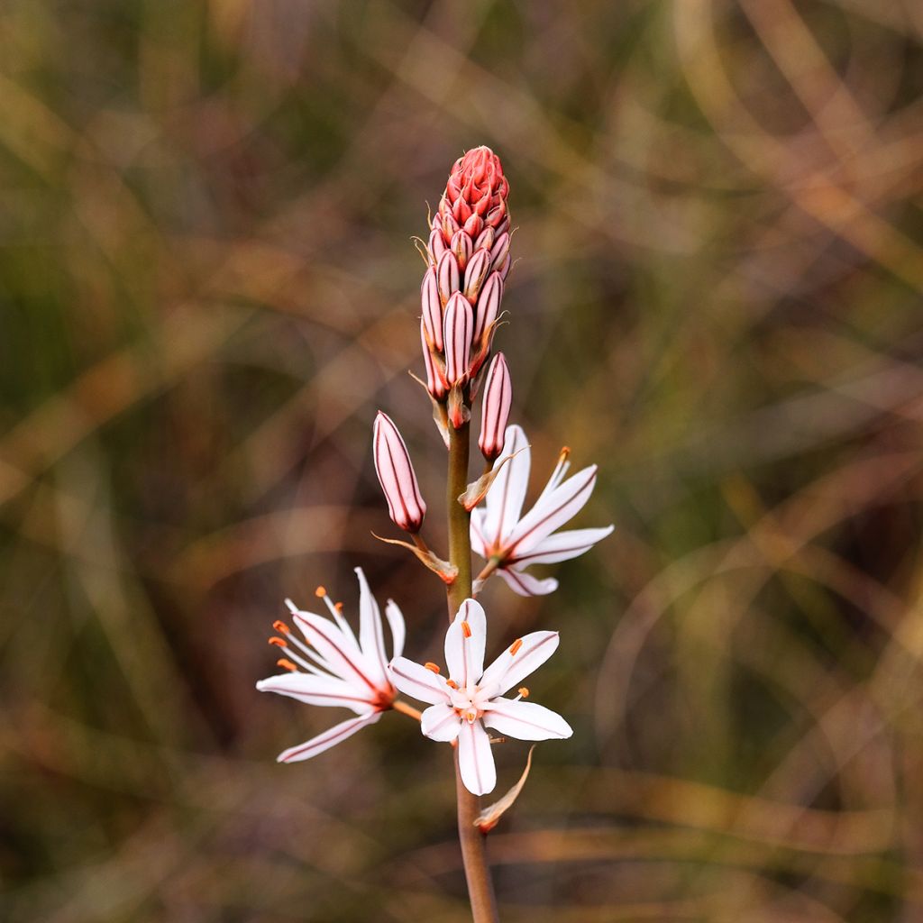 Asphodelus albus - Weißer Affodill