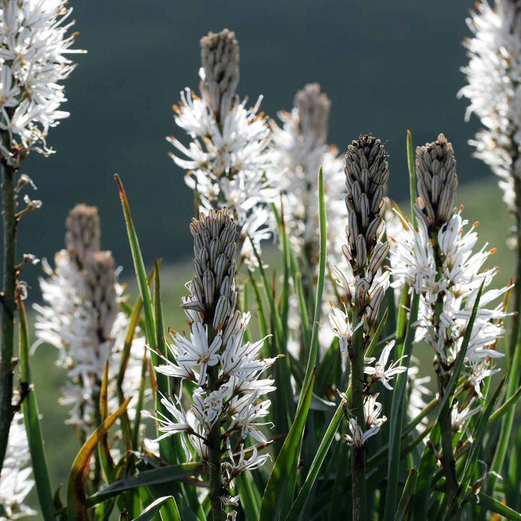 Asphodelus albus - Weißer Affodill