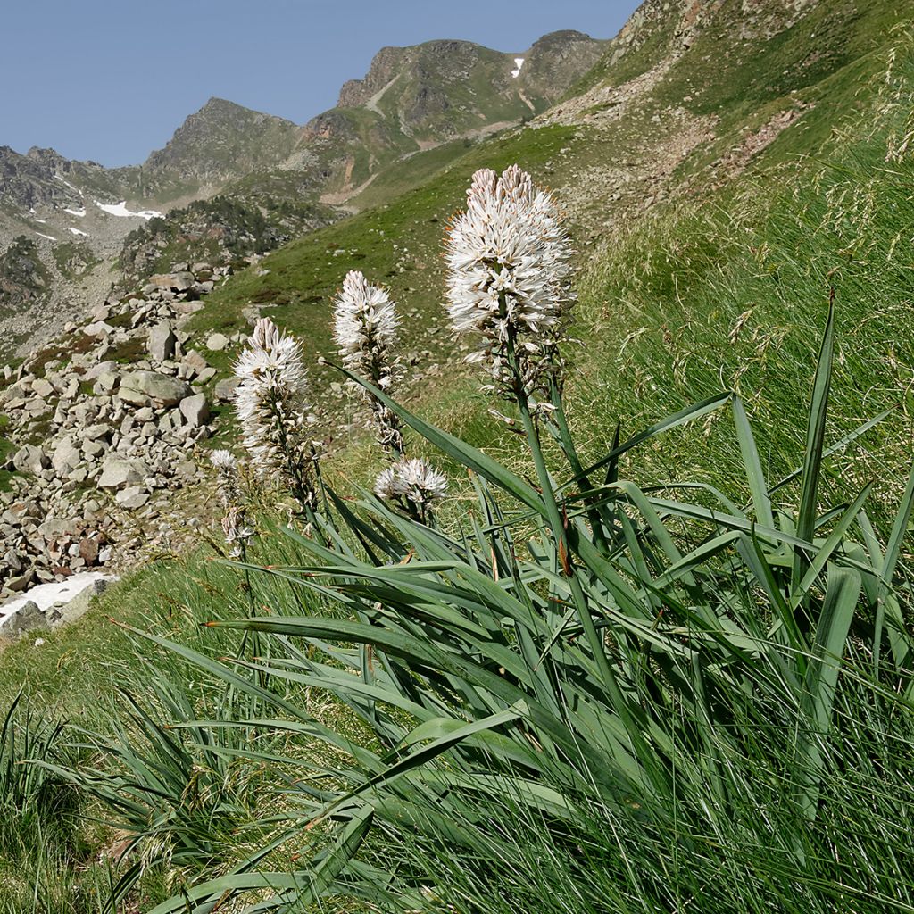 Asphodelus albus - Weißer Affodill