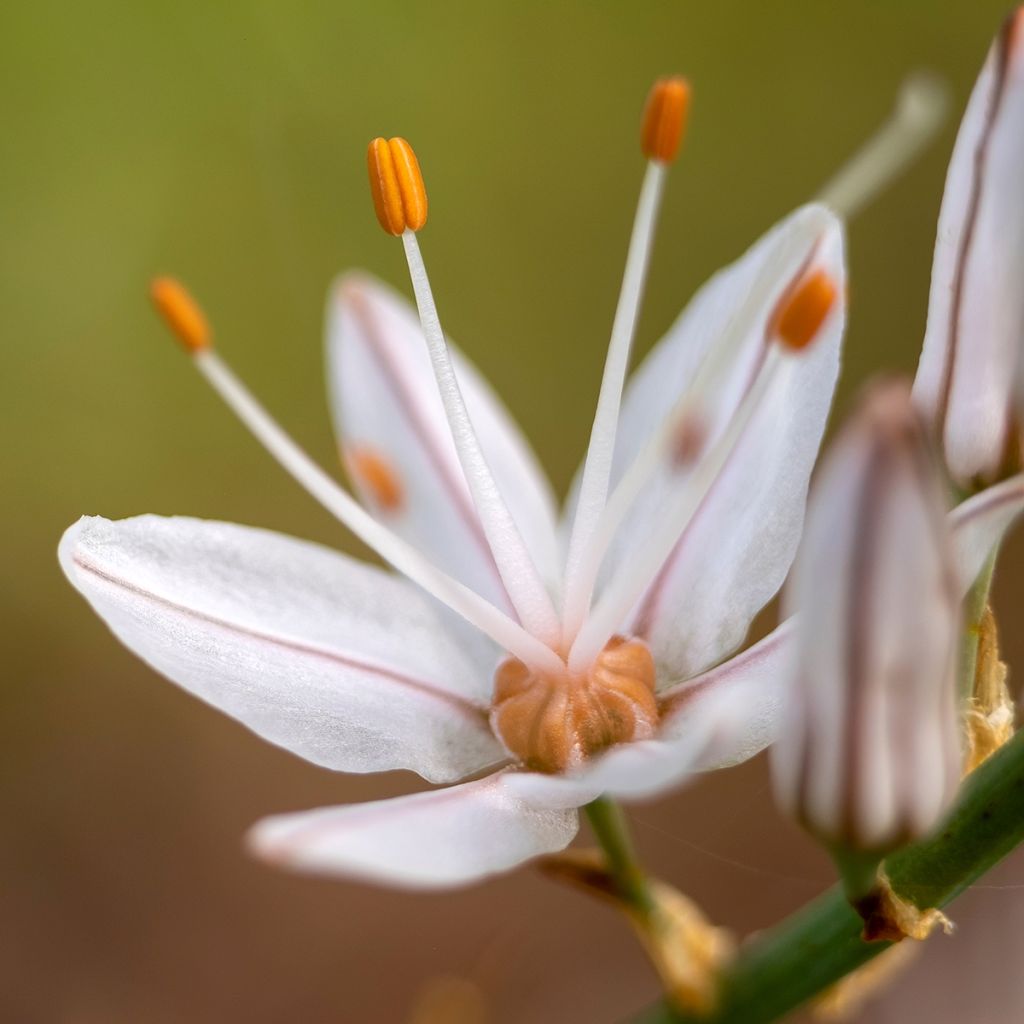 Asphodelus albus - Weißer Affodill