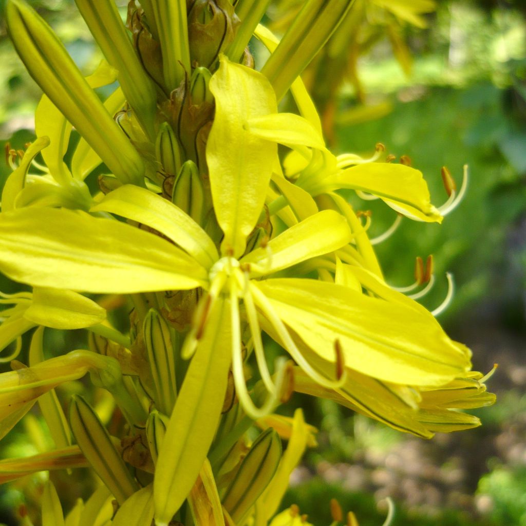 Asphodeline liburnica - Liburnischer Affodill