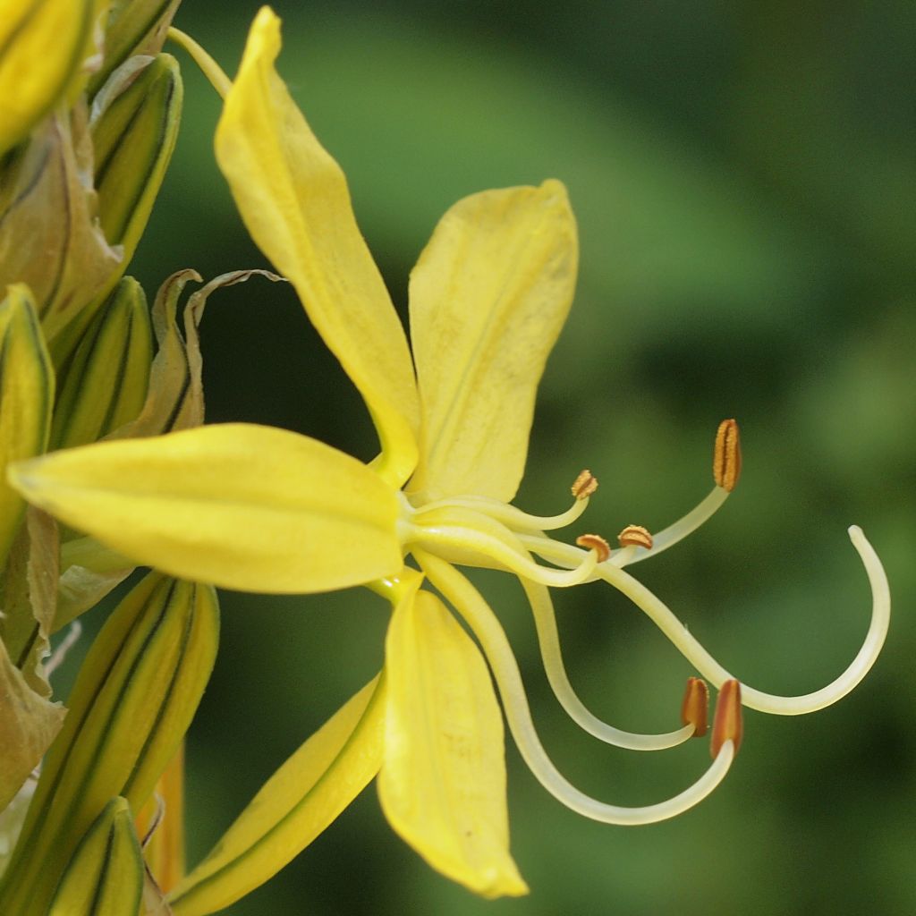 Asphodeline liburnica - Liburnischer Affodill