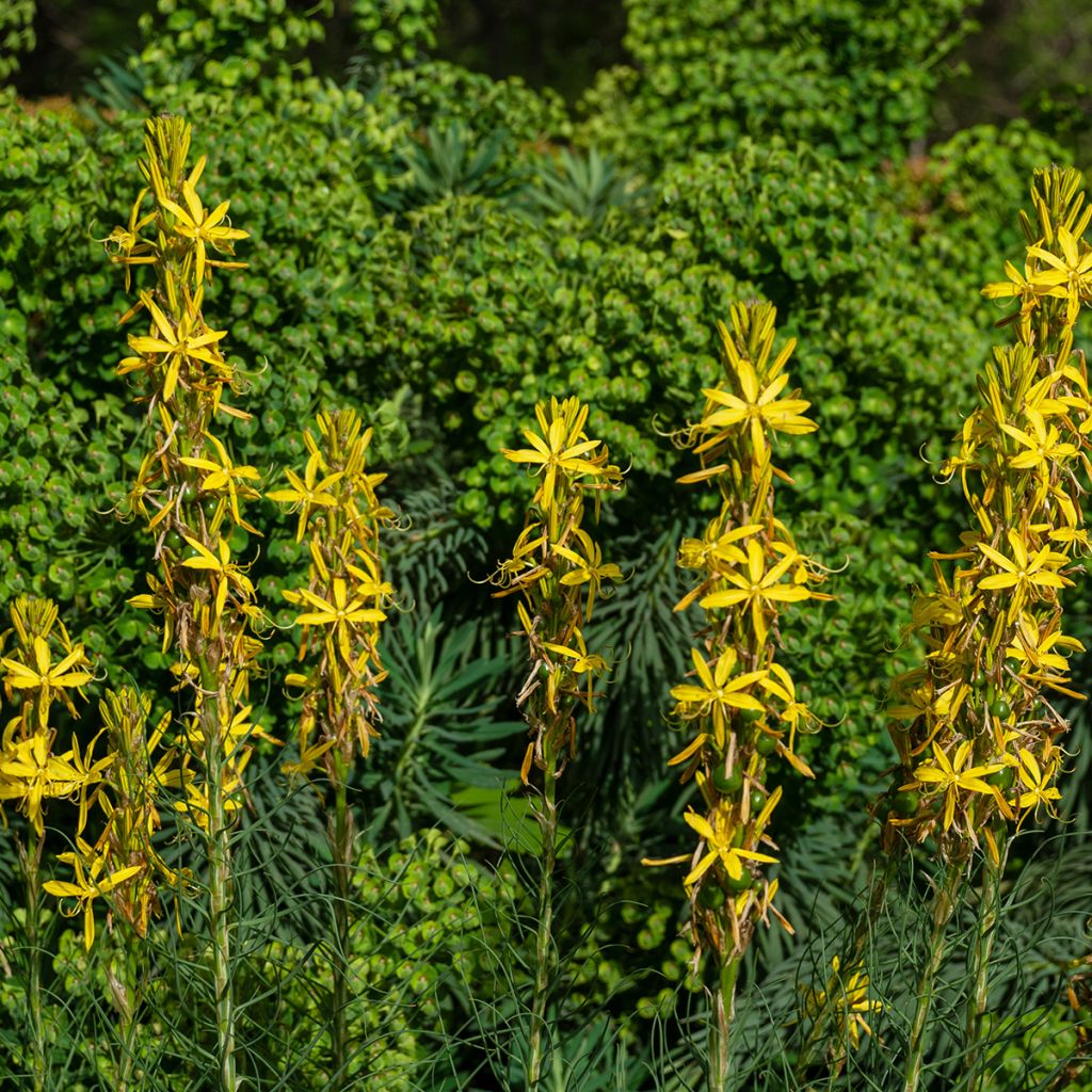 Asphodeline liburnica - Liburnischer Affodill