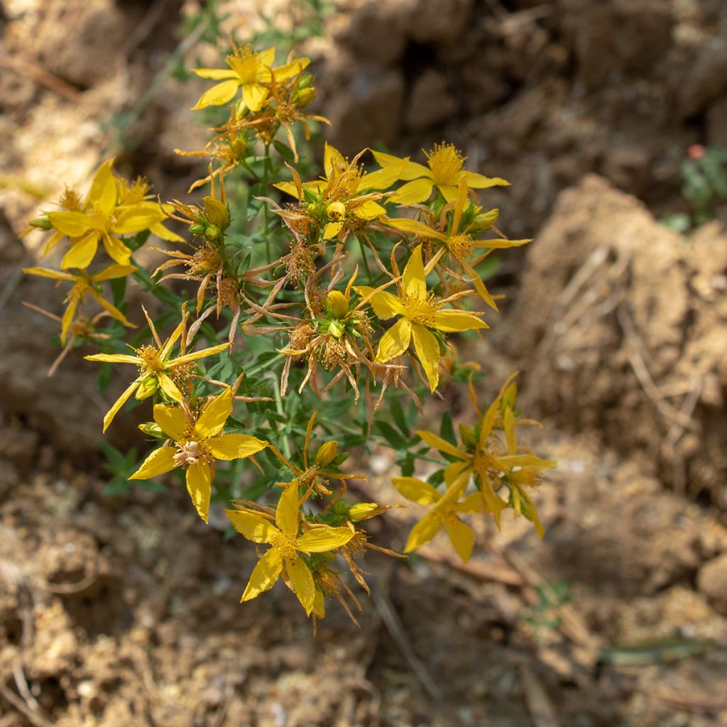 Asphodeline liburnica - Liburnischer Affodill