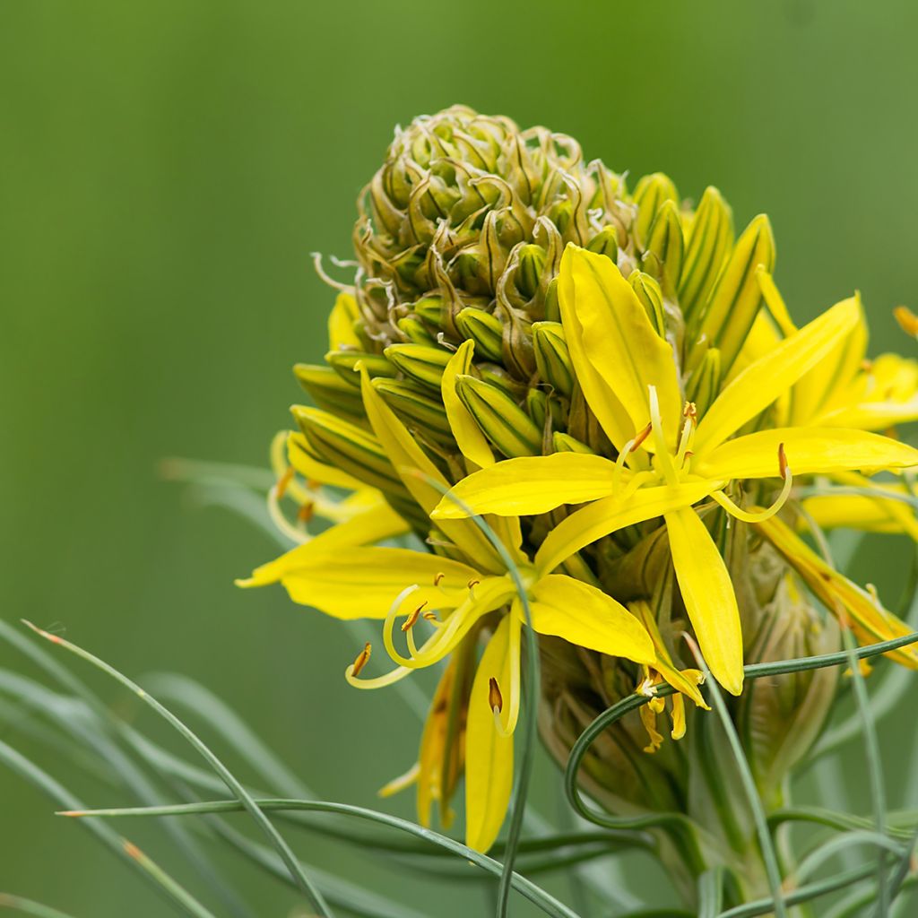 Asphodeline lutea - Große Affodeline