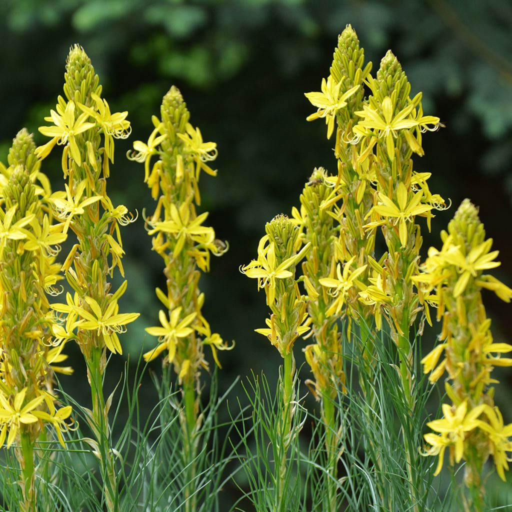 Asphodeline lutea - Große Affodeline