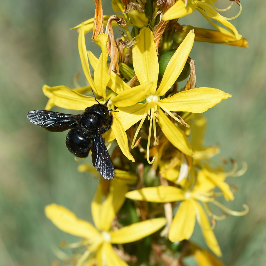 Asphodeline lutea - Große Affodeline