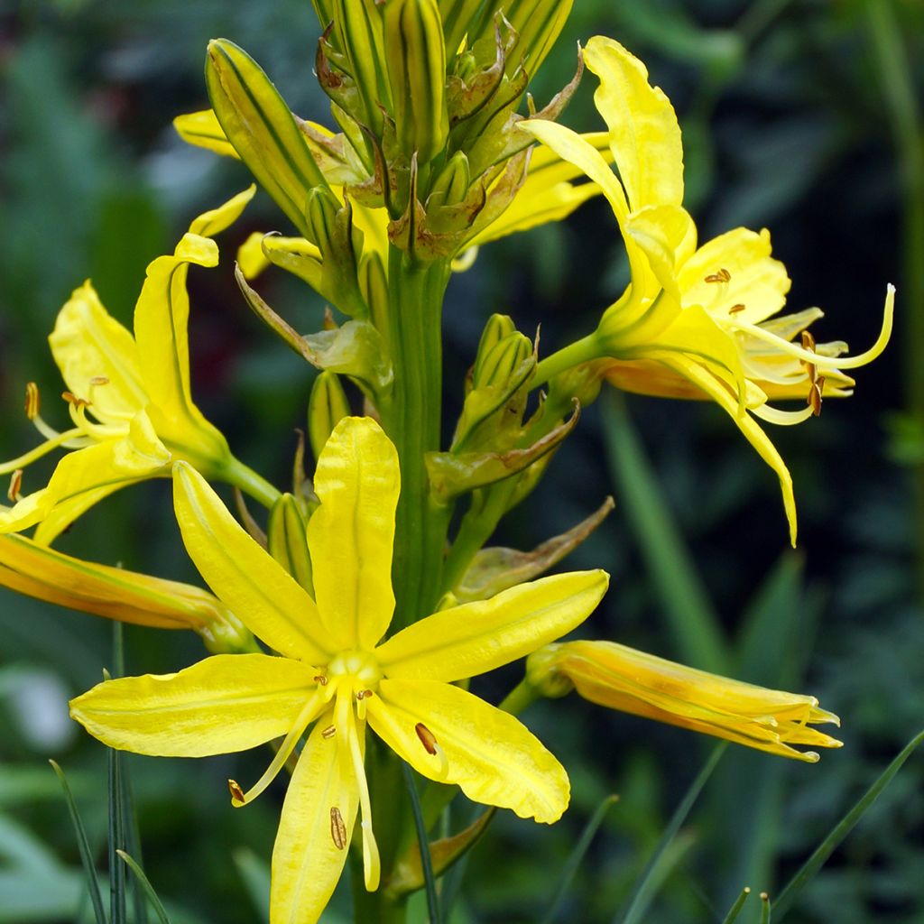 Asphodeline lutea - Große Affodeline