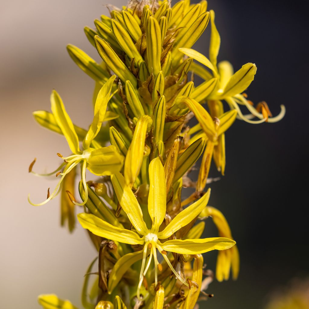 Asphodeline lutea - Große Affodeline