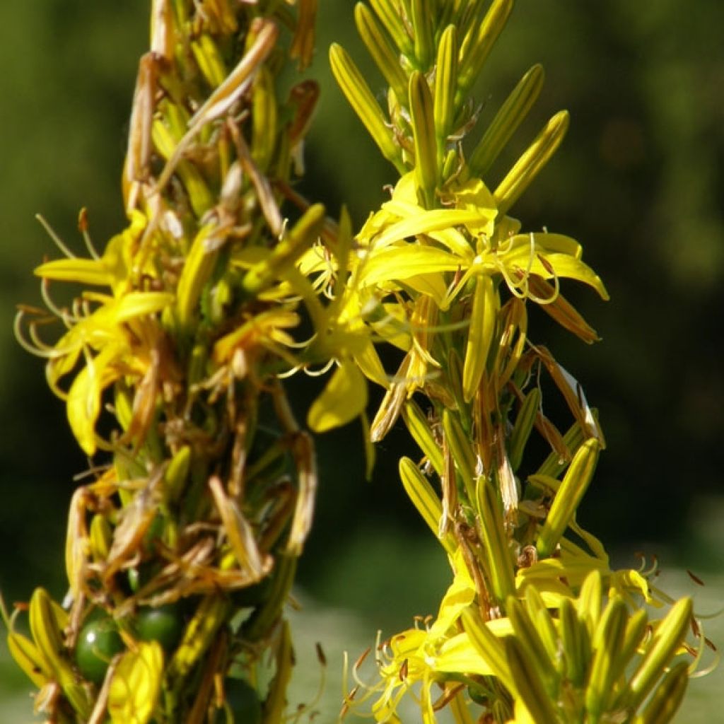 Asphodeline lutea - Große Affodeline