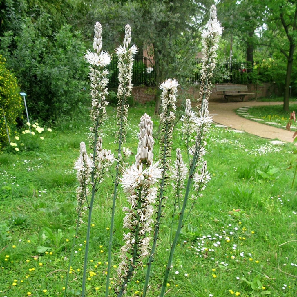 Asphodelus albus - Weißer Affodill