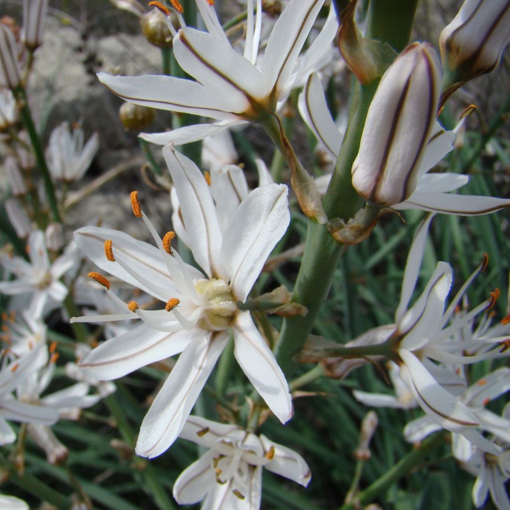 Asphodèle, Asphodelus albus