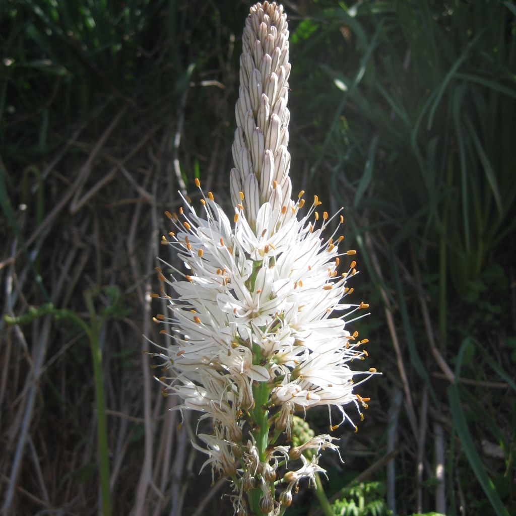 Asphodèle, Asphodelus albus