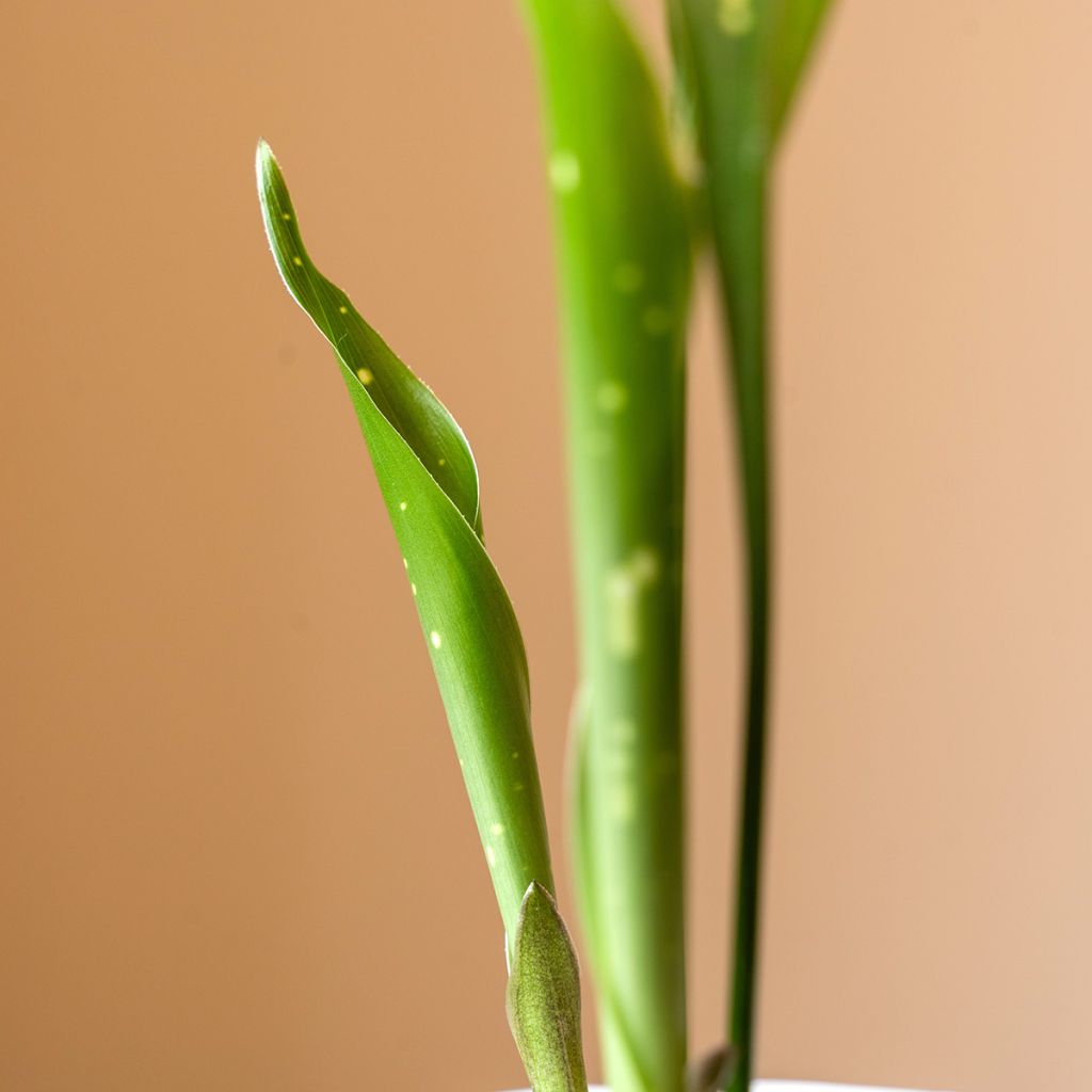 Aspidistra Milky way - Schusterpalme