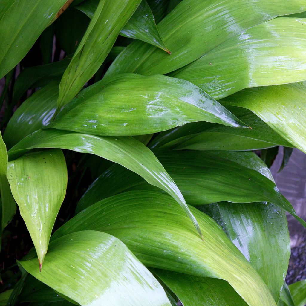 Aspidistra elatior - Schusterpalme