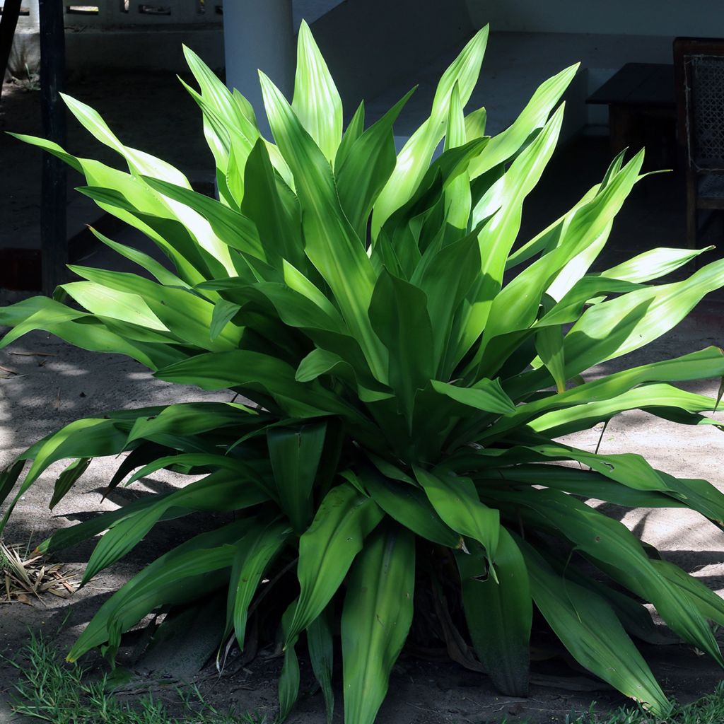 Aspidistra elatior - Schusterpalme