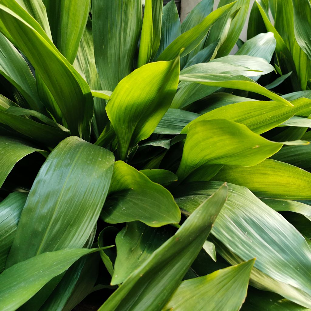 Aspidistra elatior - Schusterpalme