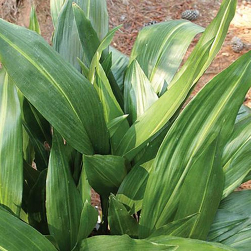 Aspidistra elatior Zebra - Schusterpalme