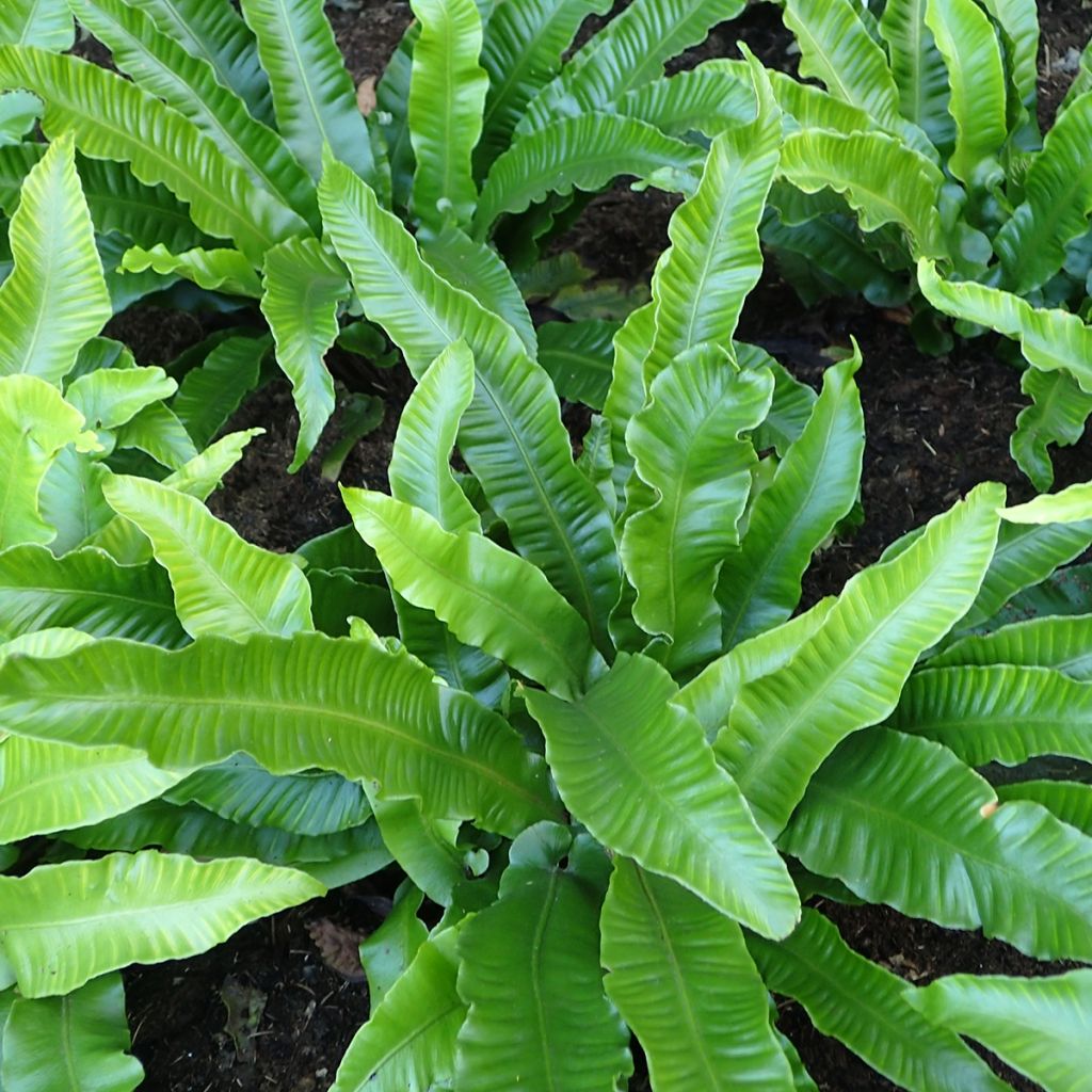 Hirschzungenfarn Angustifolia - Phyllitis scolopendrium