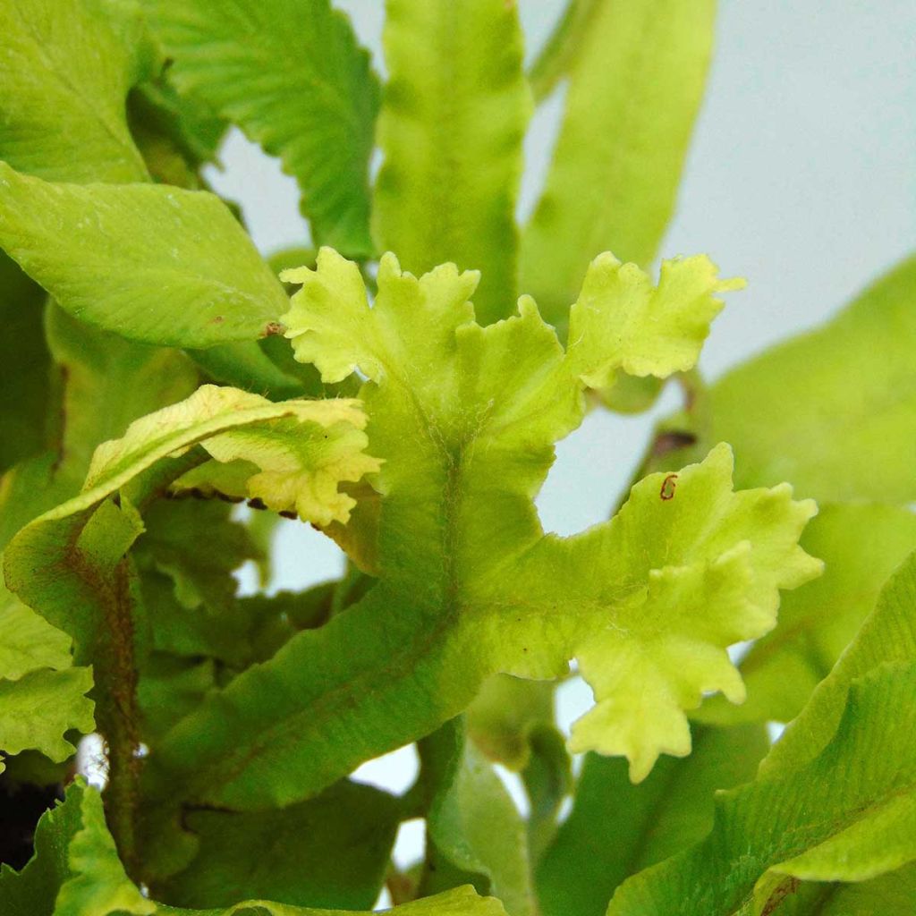 Asplenium scolopendrium Cristatum Group - Hirschzungenfarn