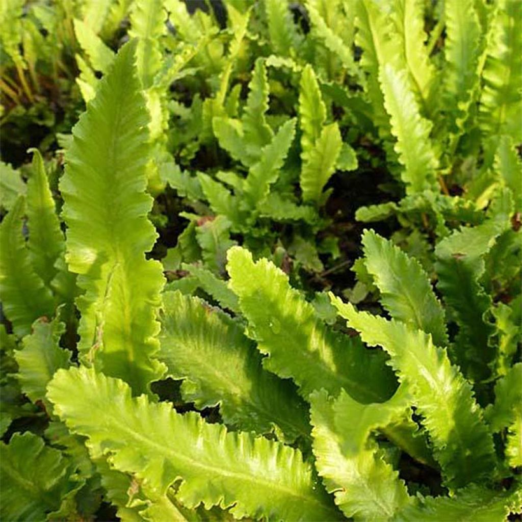 Asplenium scolopendrium Undulatum Angustatum - Hirschzungenfarn