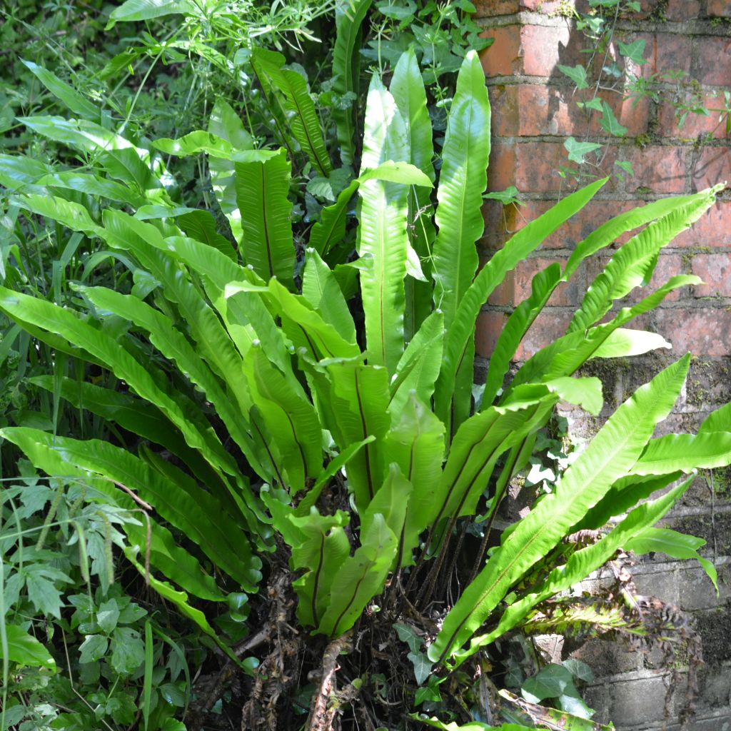 Asplenium scolopendrium Undulatum Group - Hirschzungenfarn