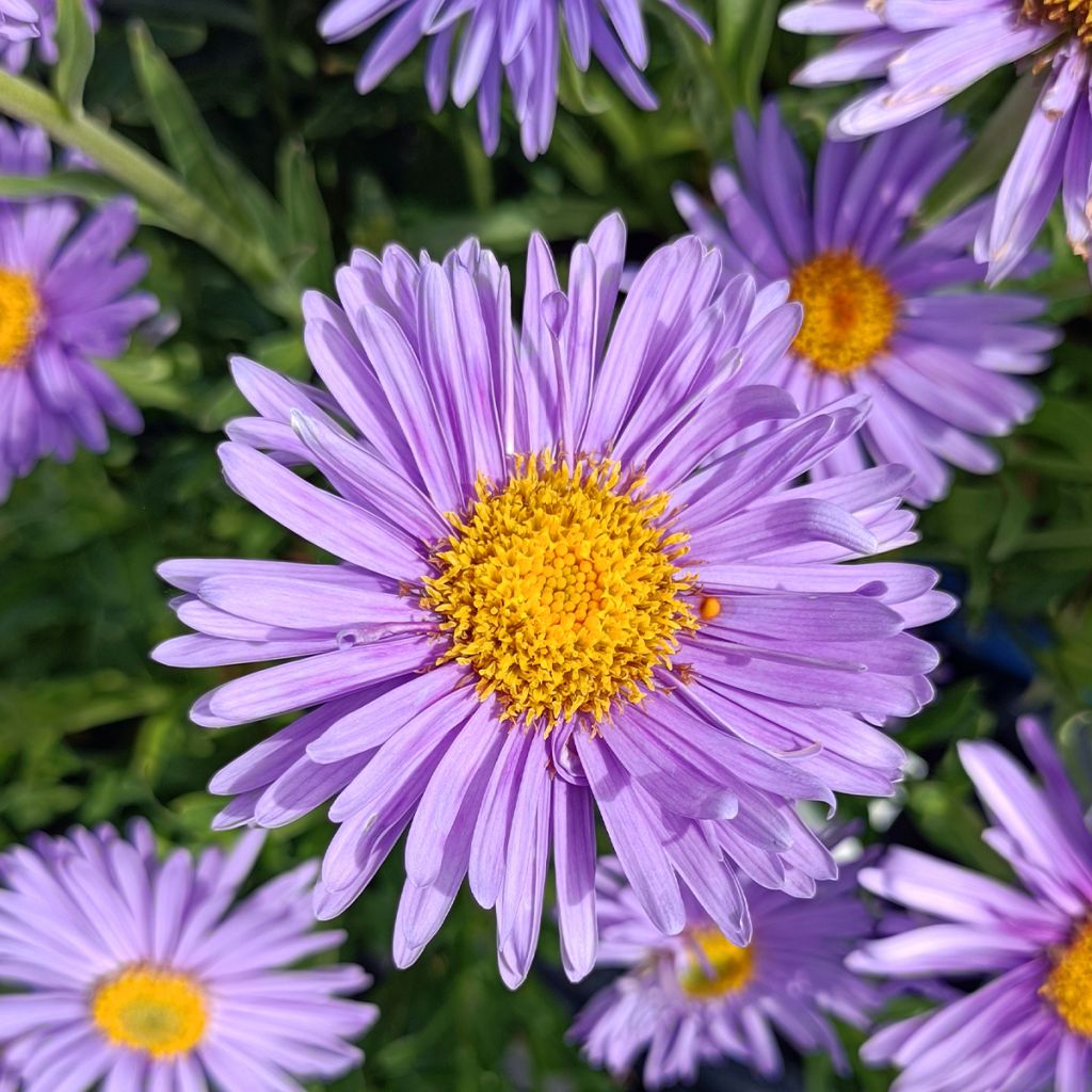 Aster alpinus Goliath - Alpen-Aster