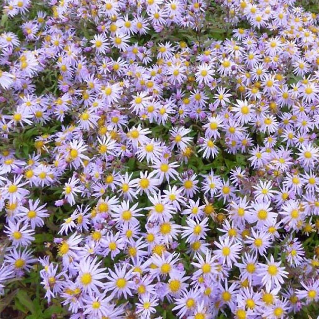 Aster ageratoides Eleven purple - Ageratum-ähnliche Aster