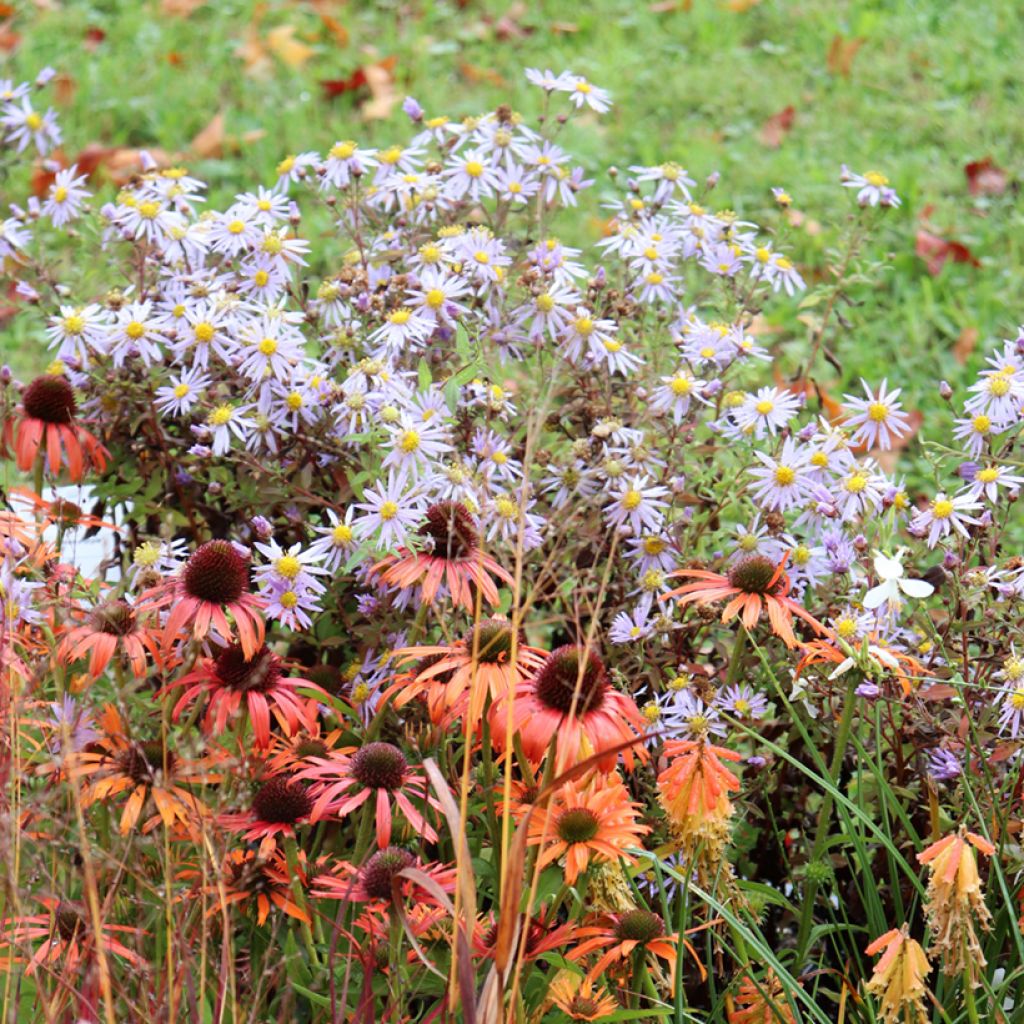 Aster ageratoides Eleven purple - Ageratum-ähnliche Aster