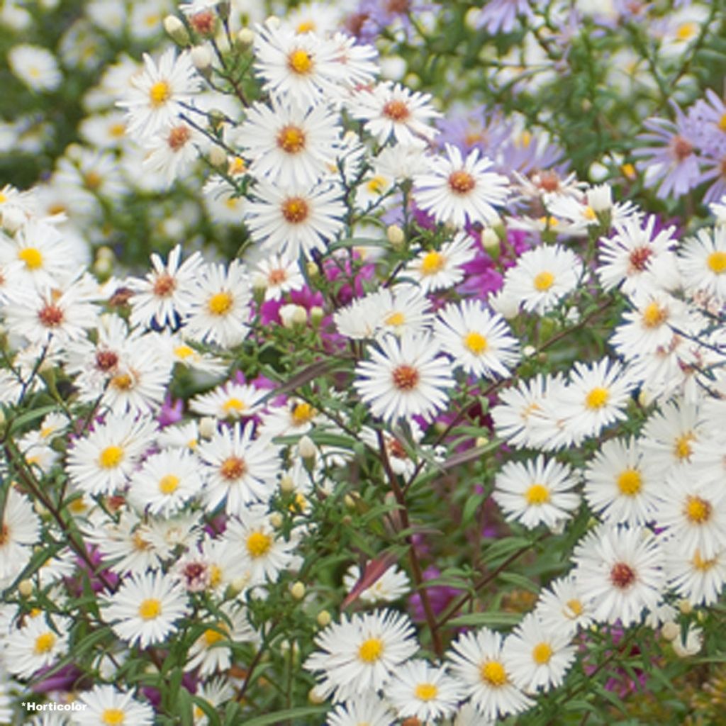 Aster novae-angliae Herbstschnee - Neuenglische Aster