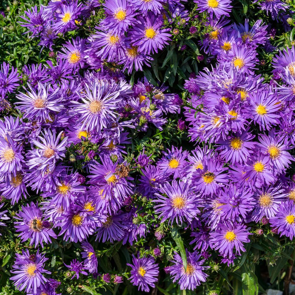 Aster ericoïdes Herfstweelde - Myrten Aster