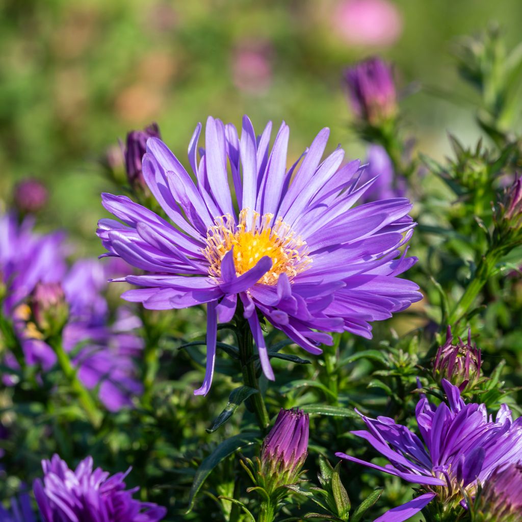 Aster ericoïdes Herfstweelde - Myrten Aster