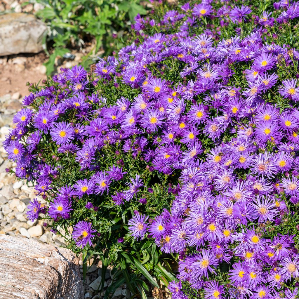 Aster ericoïdes Herfstweelde - Myrten Aster