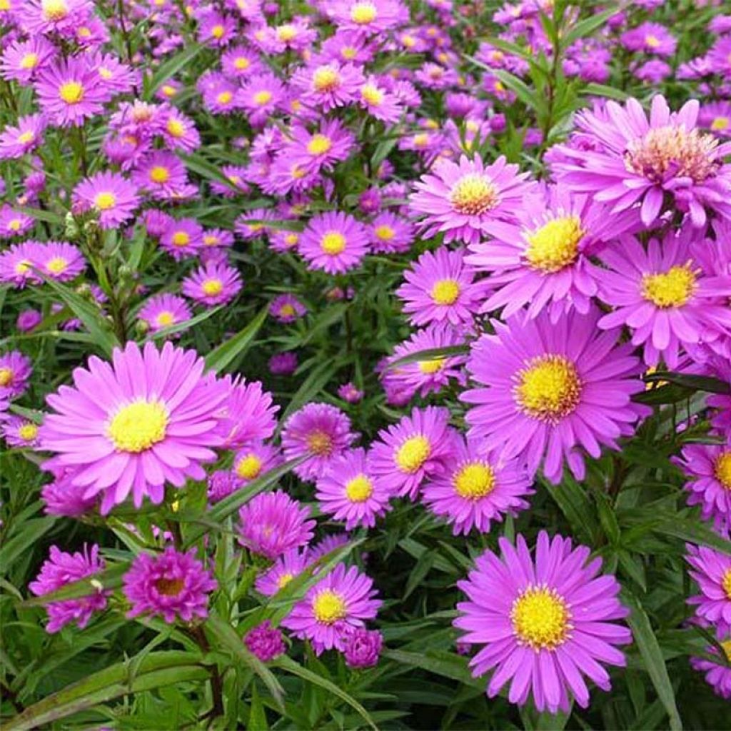 Aster novi-belgii Karmin Kuppel - Glattblatt-Aster