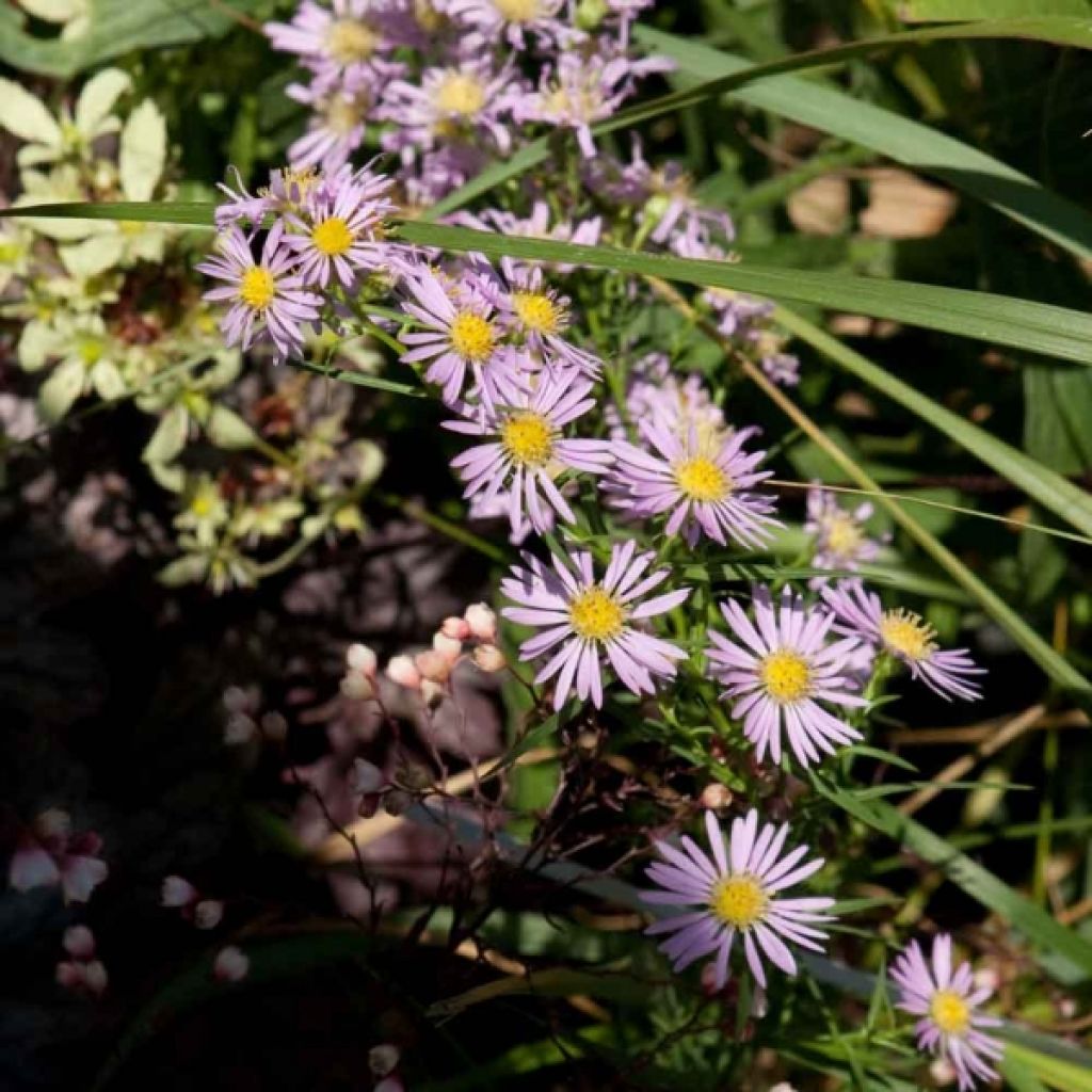 Aster amethystinus Kylie - Aster