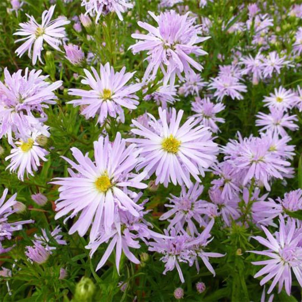 Aster novi-belgii Rosenquarz - Glattblatt-Aster