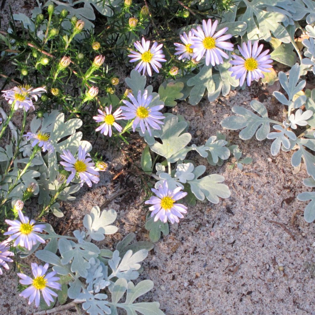 Aster linariifolius