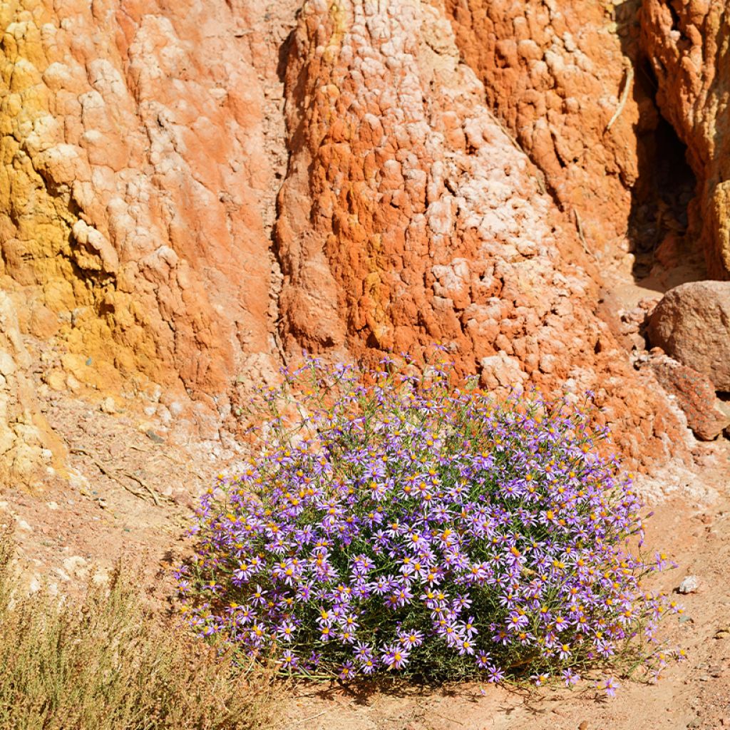 Aster sedifolius - Ödland-Aster