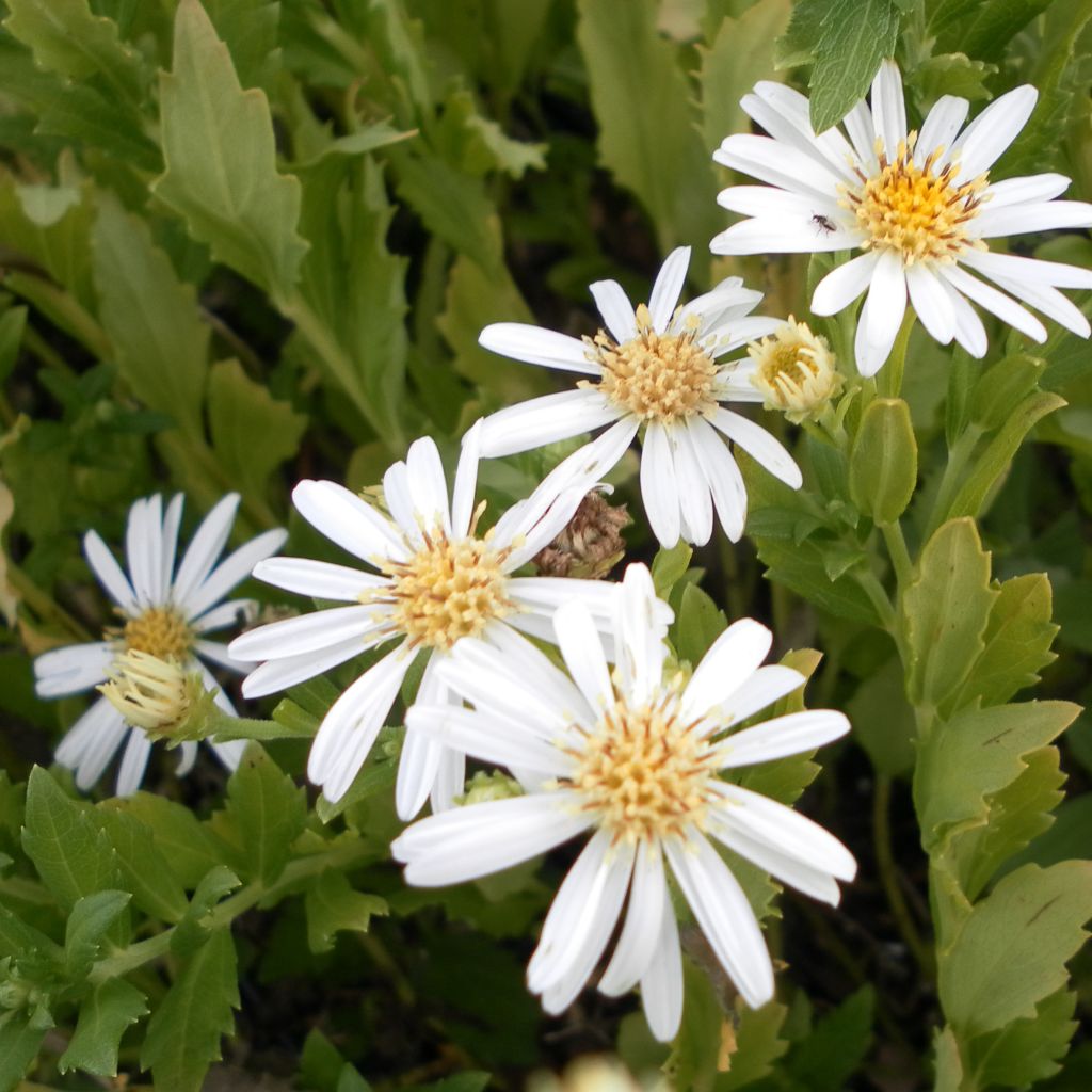 Aster ageratoides Ashvi - Ageratum-ähnliche Aster