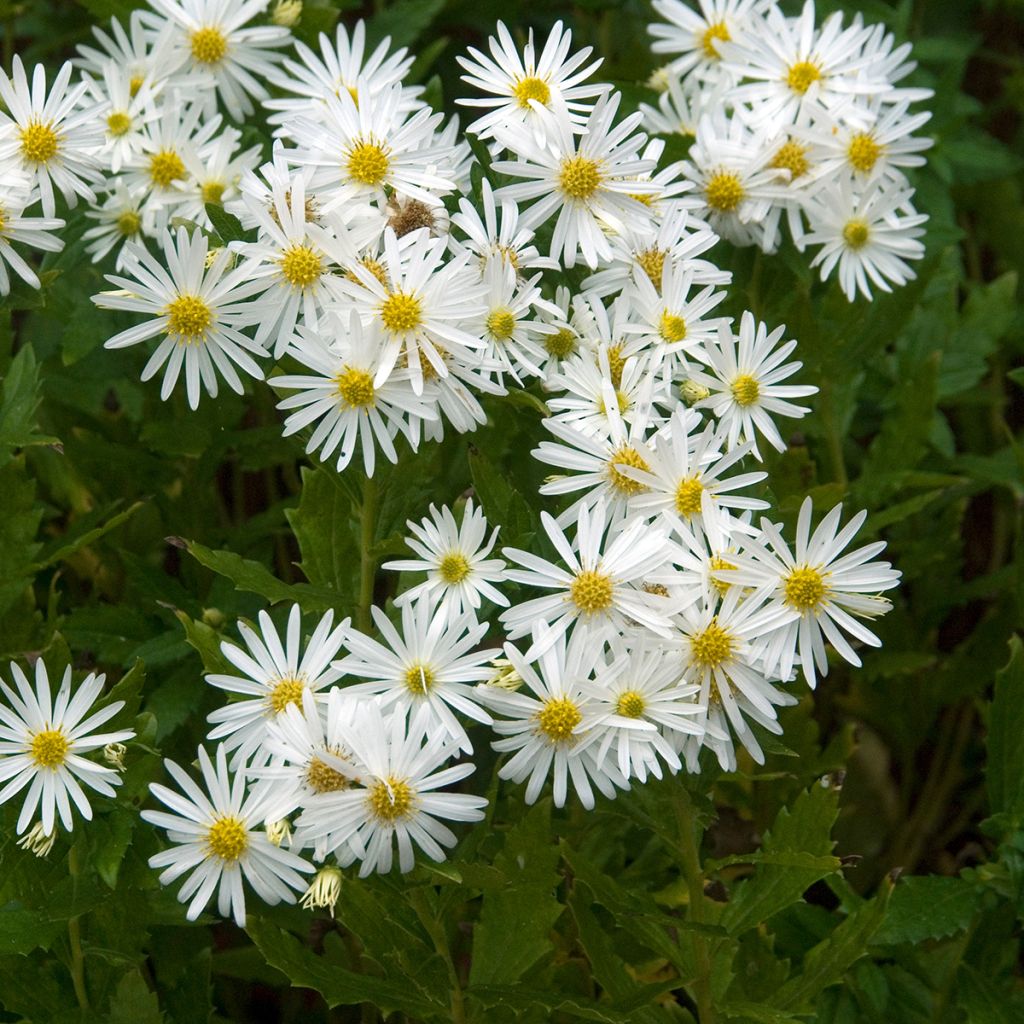 Aster ageratoides Ashvi - Ageratum-ähnliche Aster