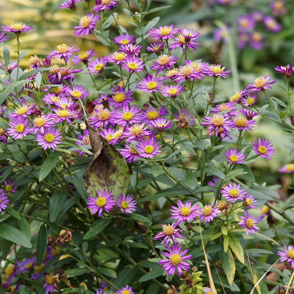 Aster ageratoides Ezo Murasaki - Ageratum-ähnliche Aster