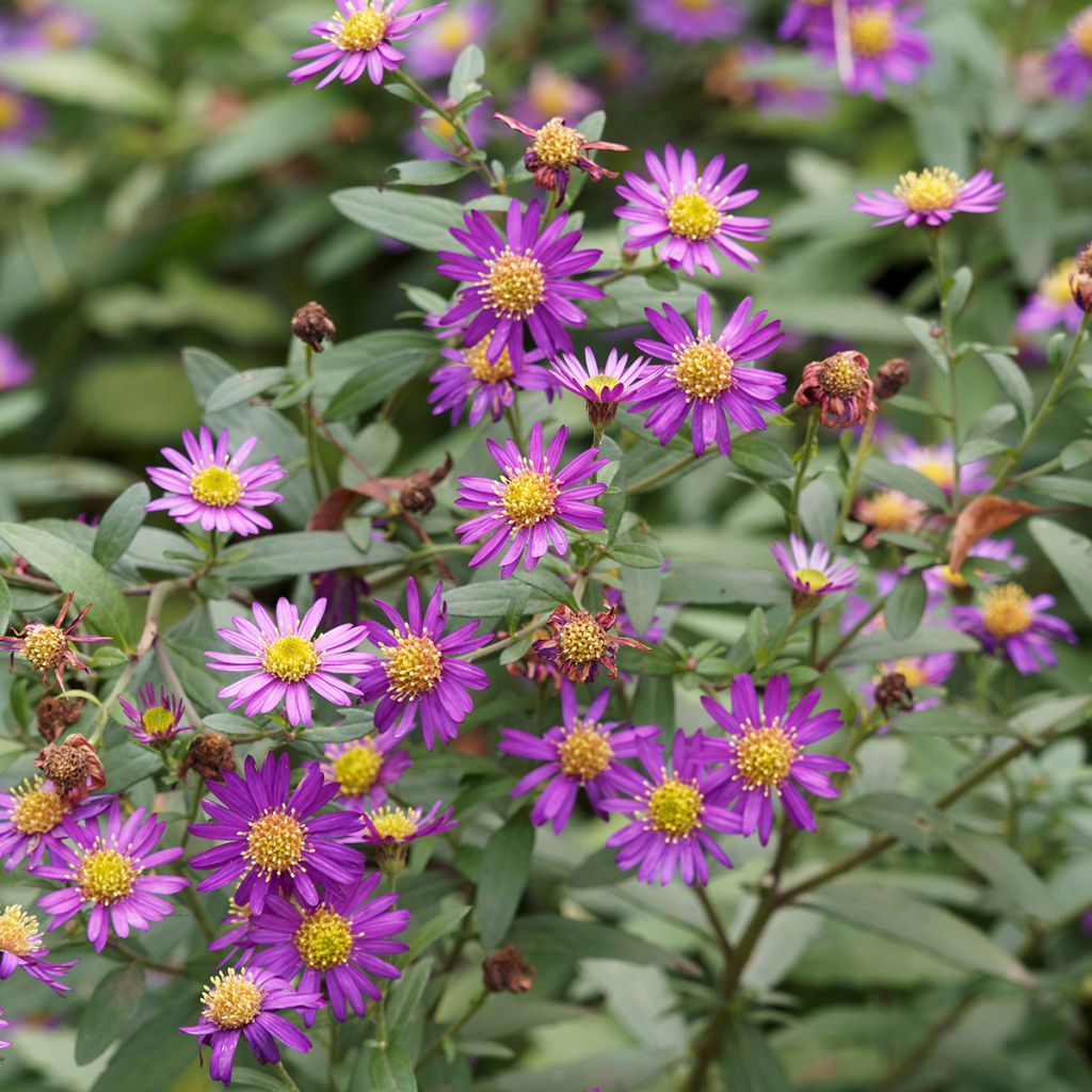 Aster ageratoides Ezo Murasaki - Ageratum-ähnliche Aster