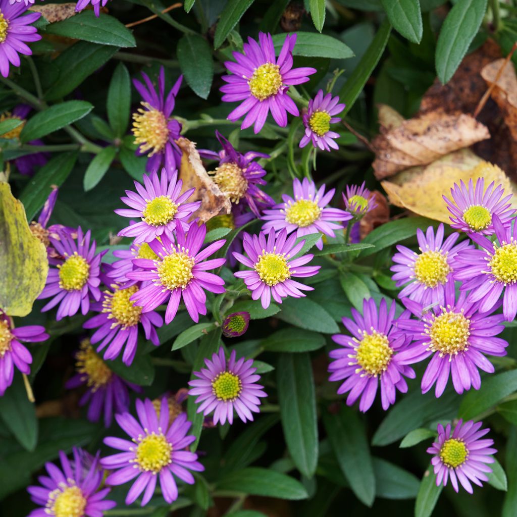 Aster ageratoides Ezo Murasaki - Ageratum-ähnliche Aster