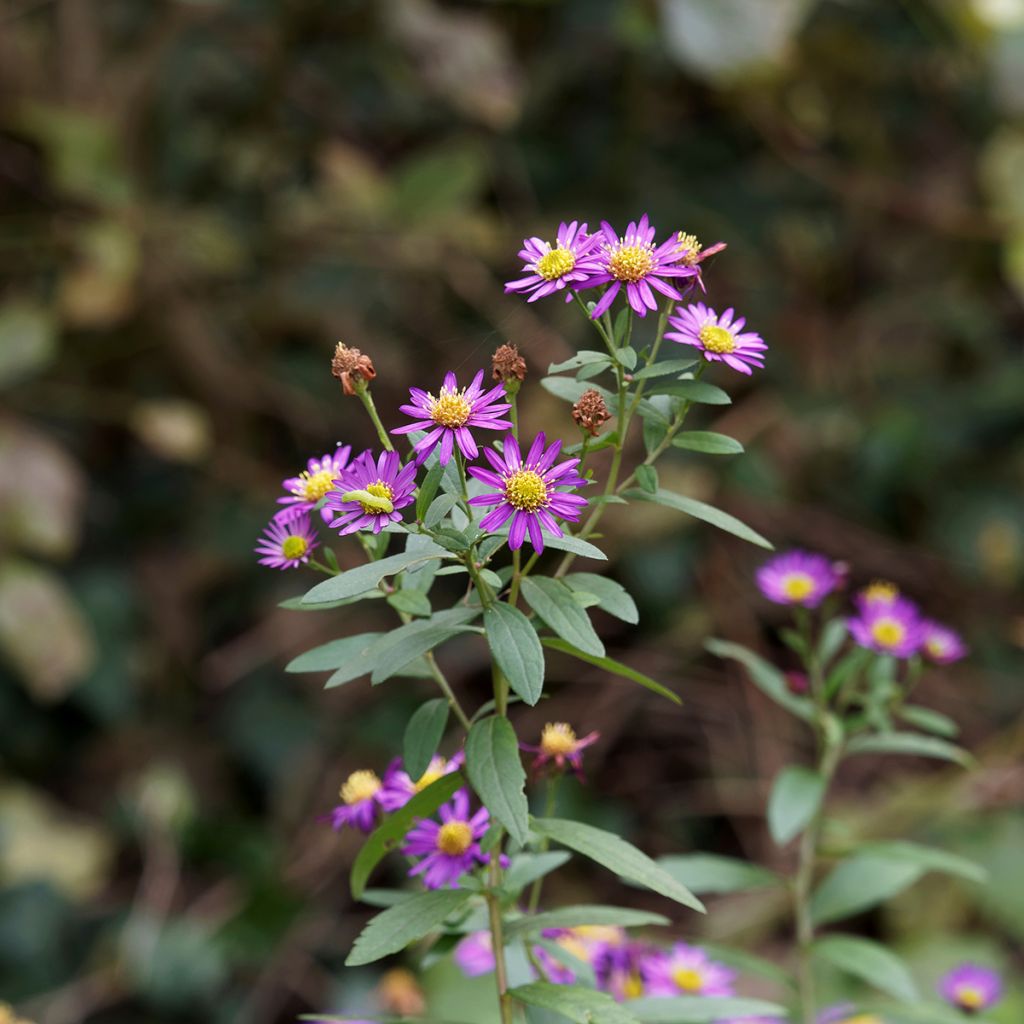 Aster ageratoides Ezo Murasaki - Ageratum-ähnliche Aster